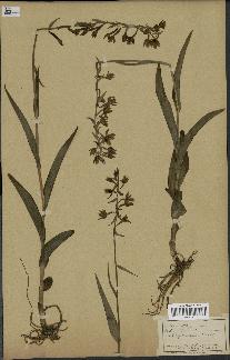spécimen de Epipactis palustris