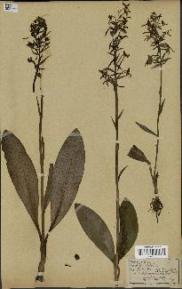 spécimen de Platanthera chlorantha