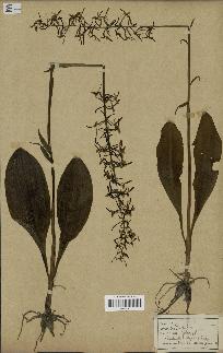 spécimen de Platanthera bifolia