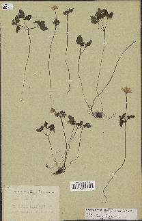 spécimen de Anemone apennina
