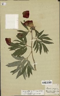 spécimen de Paeonia officinalis