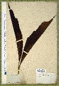 spécimen de Caryota urens