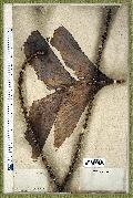 spécimen de Caryota mitis