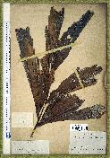 spécimen de Caryota urens