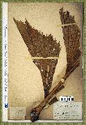 spécimen de Caryota urens