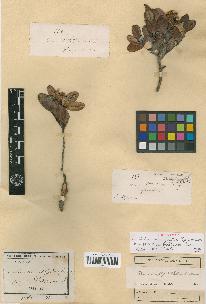 spécimen de Codia microphylla