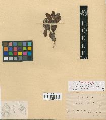 spécimen de Codia microphylla