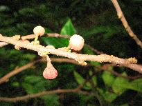 spécimen de Ficus tinctoria