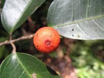spécimen de Ficus tinctoria