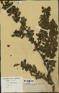 spécimen de Berberis vulgaris