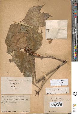 spécimen de Arenga caudata