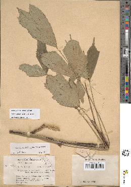 spécimen de Arenga caudata