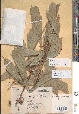 spécimen de Caryota sp.
