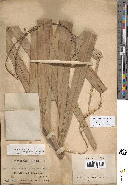 spécimen de Arenga tremula