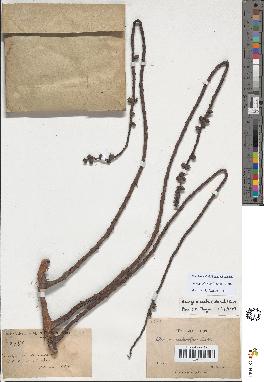 spécimen de Arenga pinnata