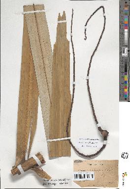 spécimen de Arenga pinnata