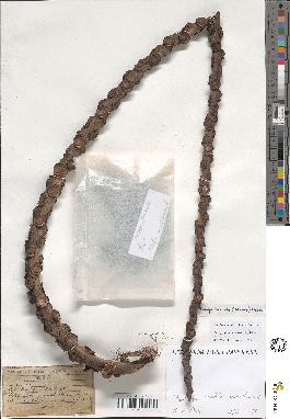 spécimen de Arenga saccharifera
