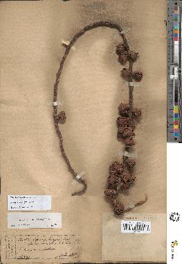 spécimen de Arenga pinnata