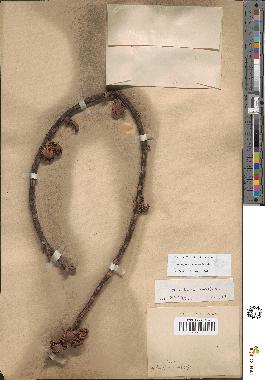 spécimen de Arenga pinnata