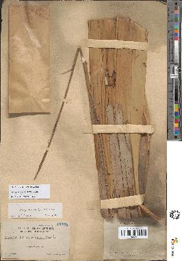 spécimen de Arenga pinnata