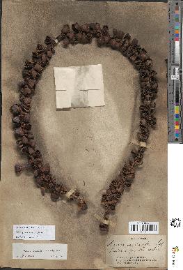 spécimen de Arenga saccharifera