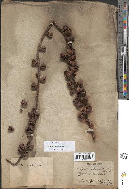 spécimen de Arenga pinnata