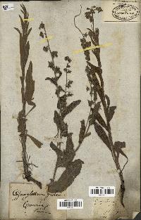 spécimen de Cynoglossum creticum