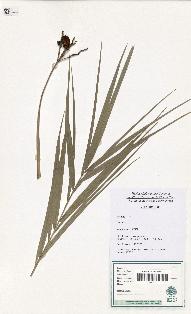 spécimen de Phoenix sp.