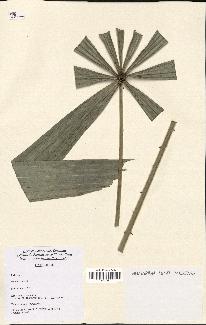 spécimen de Licuala spinosa