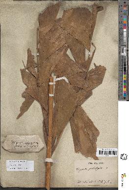spécimen de Caryota sobolifera
