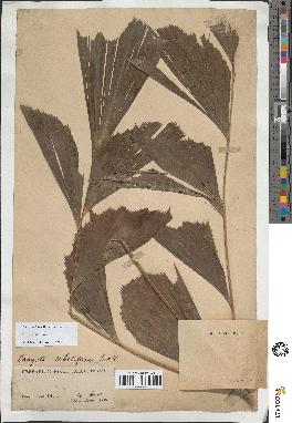 spécimen de Caryota sobolifera