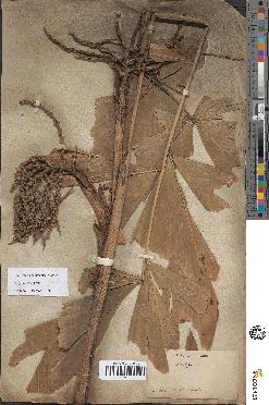 spécimen de Caryota sobolifera