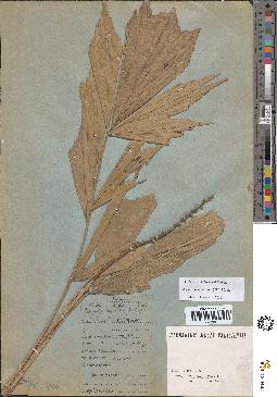 spécimen de Arenga caudata