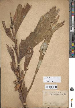 spécimen de Caryota urens