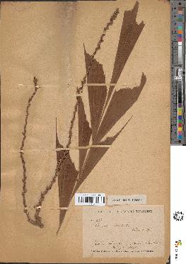 spécimen de Caryota urens