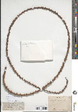 spécimen de Caryota urens