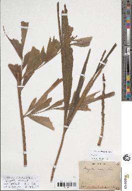 spécimen de Caryota sp.