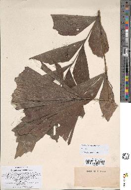 spécimen de Caryota sp.