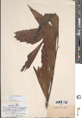 spécimen de Caryota sp.