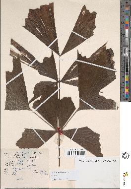 spécimen de Caryota sp.