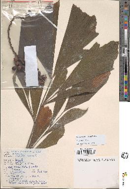 spécimen de Caryota mitis