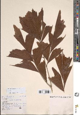 spécimen de Caryota sp.