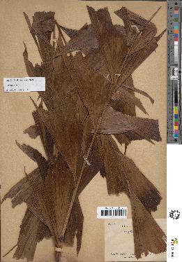 spécimen de Caryota sp.