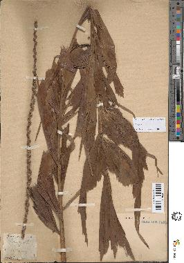 spécimen de Caryota urens