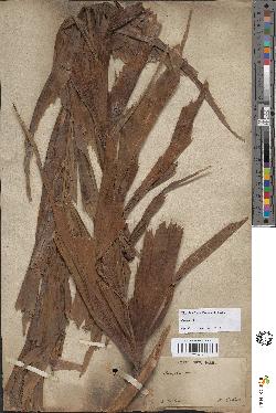 spécimen de Caryota urens