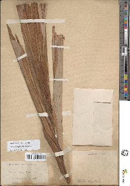 spécimen de Wallichia caryotoides