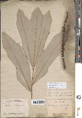 spécimen de Wallichia caryotoides