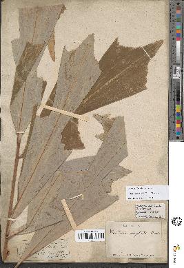 spécimen de Wallichia caryotoides