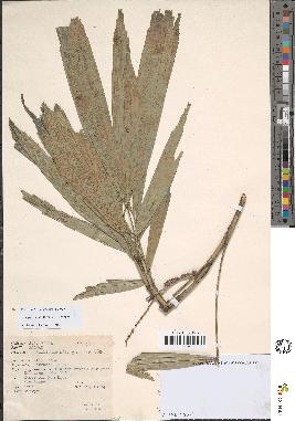 spécimen de Arenga caudata