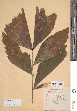 spécimen de Caryota sp.